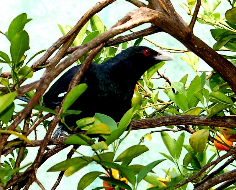 Koel or Brain-fever bird (II); DISPLAY FULL IMAGE.