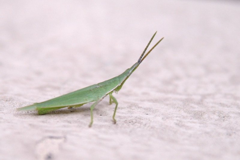 Atractomorpha lata, Long-headed Grasshopper{!--섬서구메뚜기-->; DISPLAY FULL IMAGE.