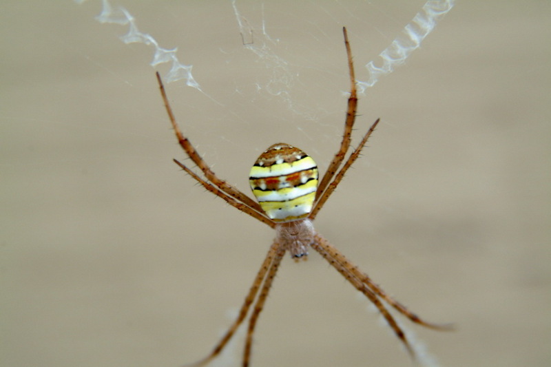 Argiope minuta, Orb-web Spider {!--꼬마호랑거미-->; DISPLAY FULL IMAGE.