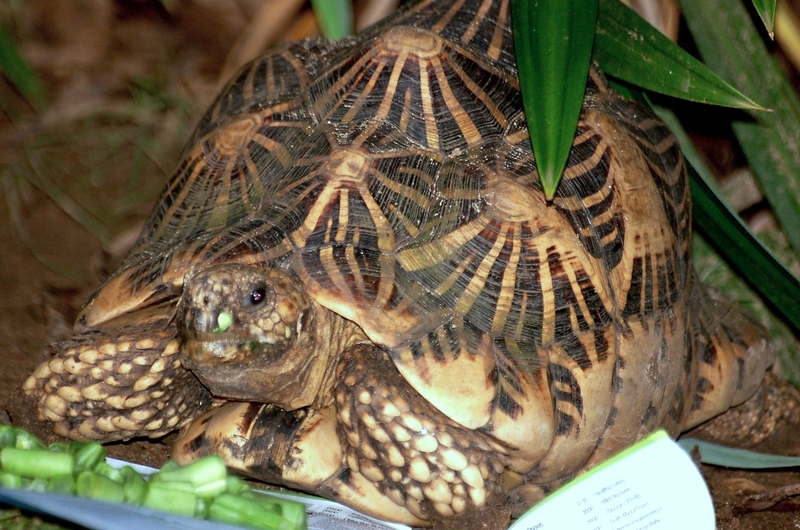 Starred Tortoise Sri Lanka; DISPLAY FULL IMAGE.