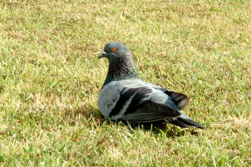 Feral Pigeon (Columba livia domestica) {!--비둘기-->; DISPLAY FULL IMAGE.