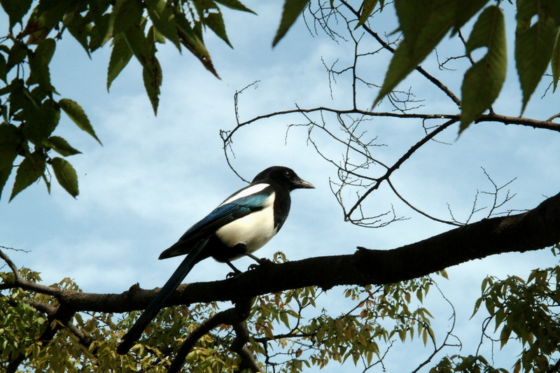 Korean Bird: Black-billed Magpie (Pica pica) {!--까치-->; DISPLAY FULL IMAGE.