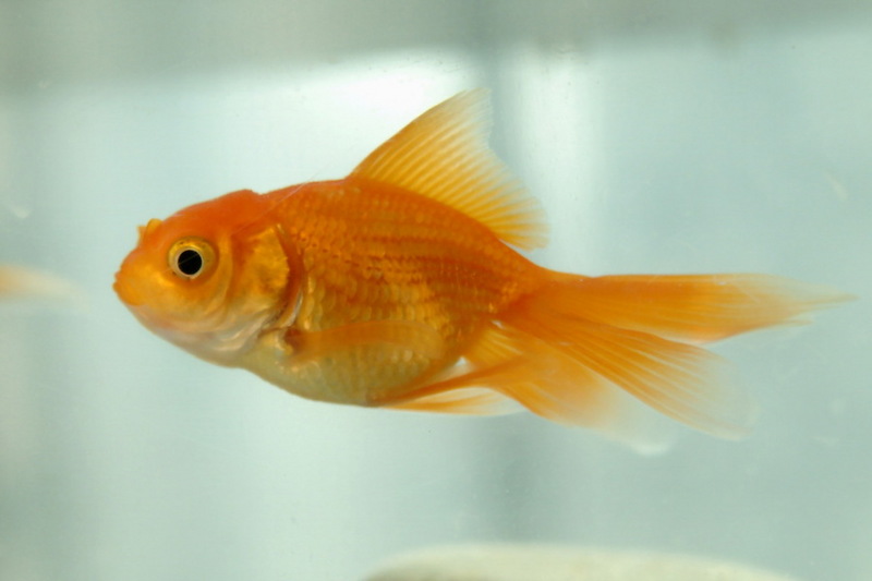 My Goldfish (Carassius auratus) {!--금붕어-->; DISPLAY FULL IMAGE.