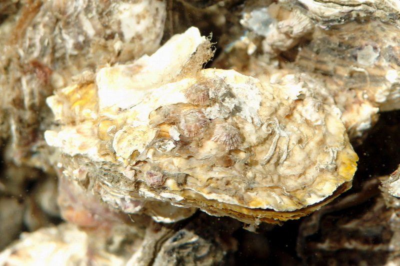 Giant Pacific Oyster (Crassostrea gigas) {!--참굴(석화)-->; DISPLAY FULL IMAGE.