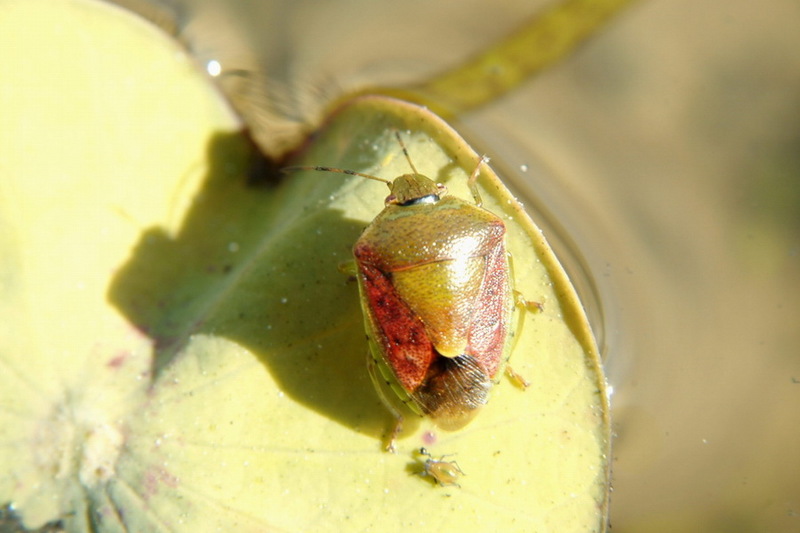 Brown-winged Green Stink Bug (Plautia stali) {!--갈색날개노린재-->; DISPLAY FULL IMAGE.