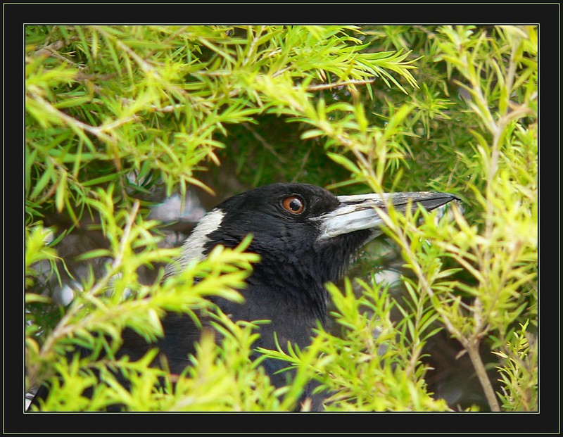 the haven - Australian Magpie; DISPLAY FULL IMAGE.