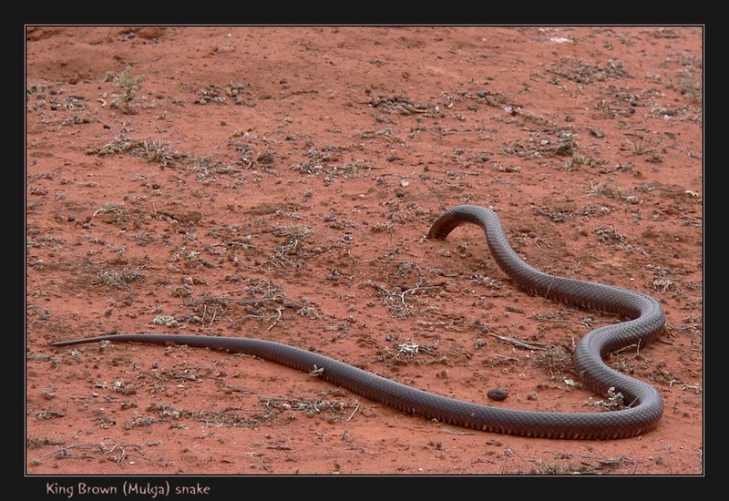 Mulga snake (King Brown Snake); DISPLAY FULL IMAGE.