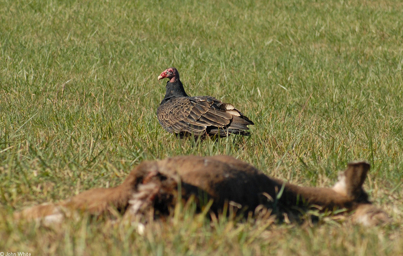 Pet Deer With Friend - Turkey Vulture (Cathartes aura); DISPLAY FULL IMAGE.