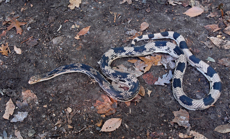 Misc. Critters - Northern Pine Snake (Pituophis melanoleucus)100sm; DISPLAY FULL IMAGE.
