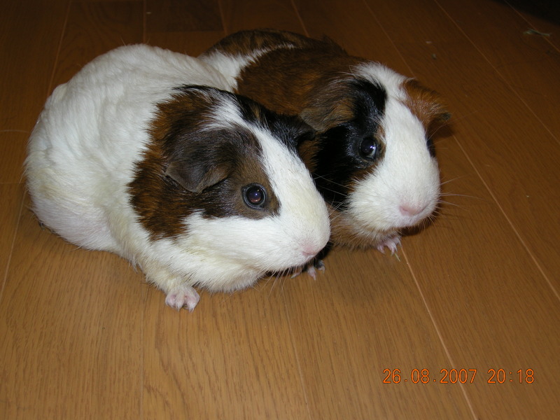 My guinea pigs; DISPLAY FULL IMAGE.