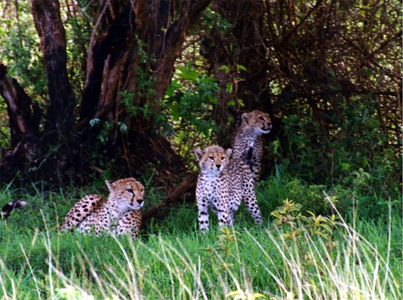 Female Cheetah with two cubs in Ngorongoro Crater; DISPLAY FULL IMAGE.