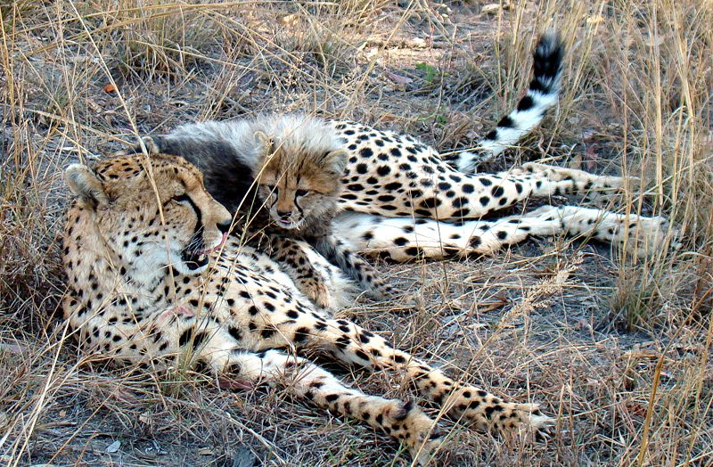 cute cheetah family; DISPLAY FULL IMAGE.