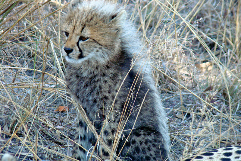 cute cheetah cub; DISPLAY FULL IMAGE.