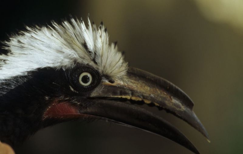 Study Warns Climate Change and Deforestation will Lead to Declines in Global Bird Diversity [UCSD 2007-06-05]; DISPLAY FULL IMAGE.