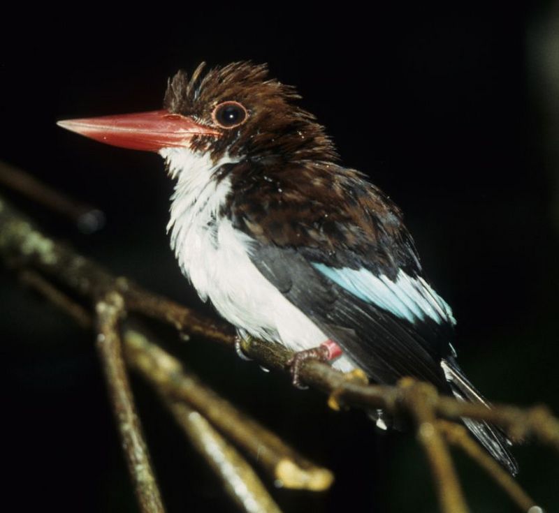 Study Warns Climate Change and Deforestation will Lead to Declines in Global Bird Diversity [UCSD 2007-06-05]; DISPLAY FULL IMAGE.