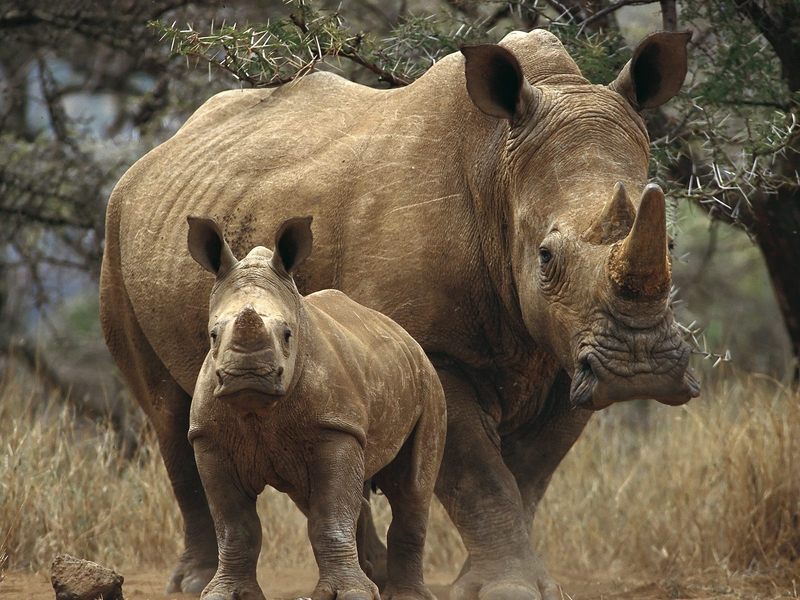 Rhino pic; DISPLAY FULL IMAGE.