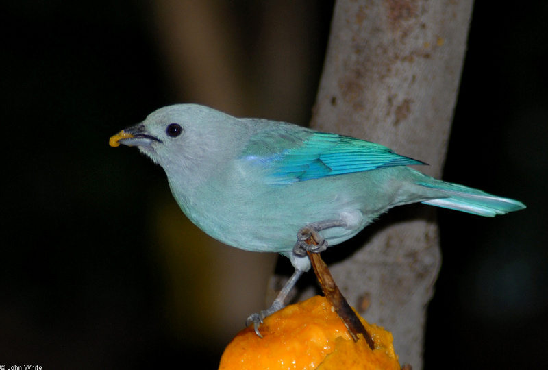 Some Birds - Blue-gray Tanager (Thraupis episcopus)02; DISPLAY FULL IMAGE.