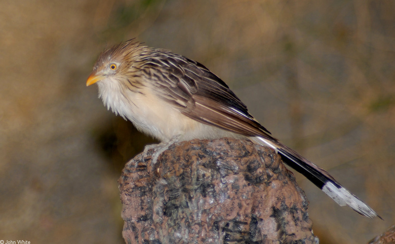 Some Birds - Guira Cuckoo (Guira guira)02; DISPLAY FULL IMAGE.