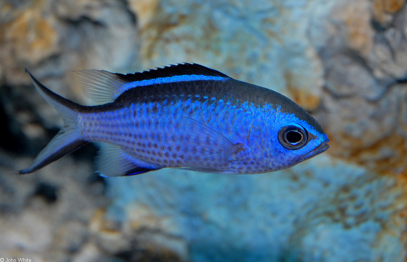 Some Fishes - Blue Chromis, Chromis cyaneus; DISPLAY FULL IMAGE.