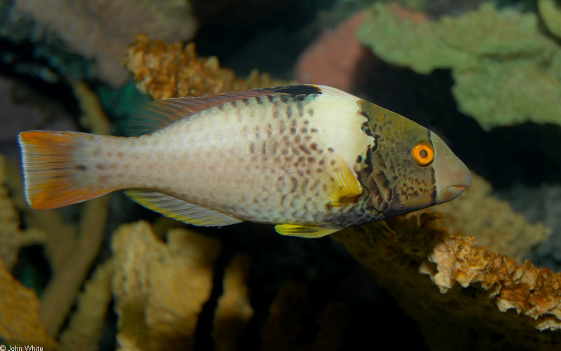 Some Fishes - Bicolor Parrotfish (juvenile), Cetoscarus bicolor; DISPLAY FULL IMAGE.