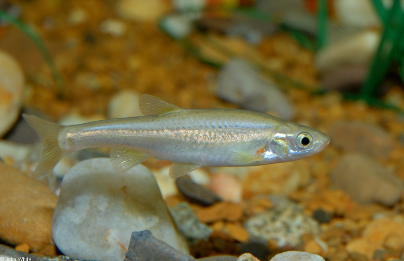 Some Fishes - Red-sided Dace, Clinostomus elongus; DISPLAY FULL IMAGE.