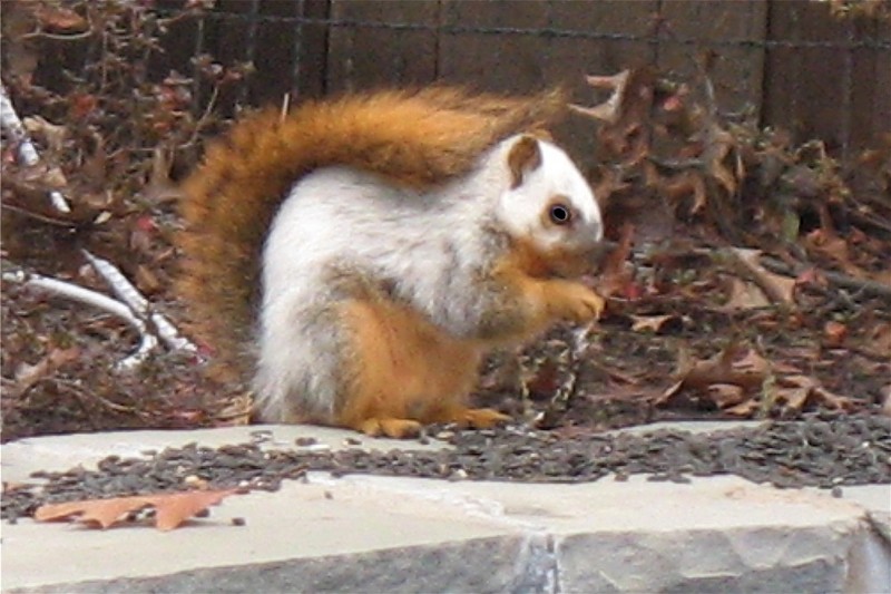 Leucistic squirrels; DISPLAY FULL IMAGE.