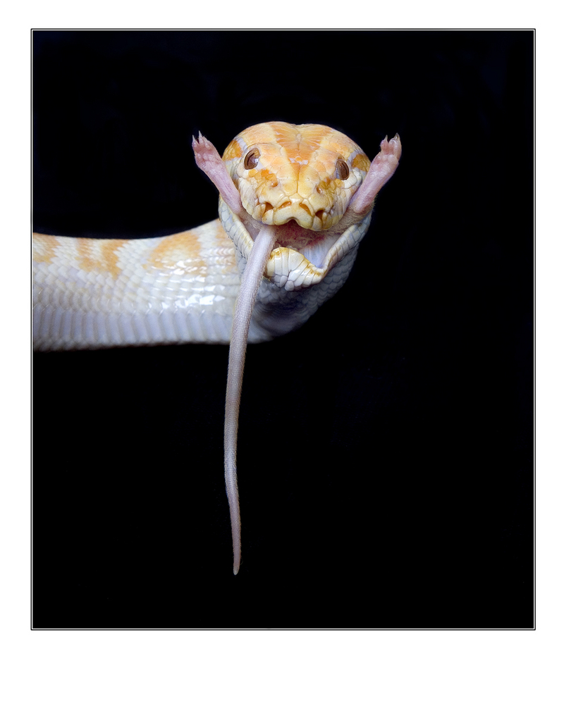 Burmese albine phyton (Phyton molurus bivittatus); DISPLAY FULL IMAGE.