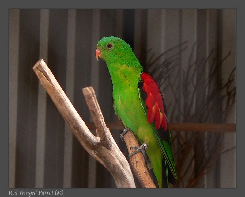 Red-winged Parrot (Aprosmictus erythropterus); DISPLAY FULL IMAGE.