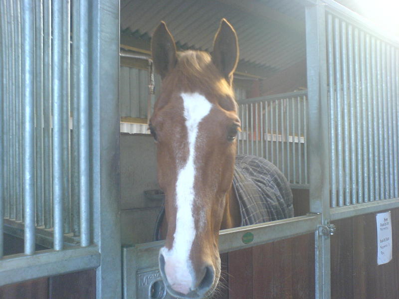 cute horse at my stables!; DISPLAY FULL IMAGE.