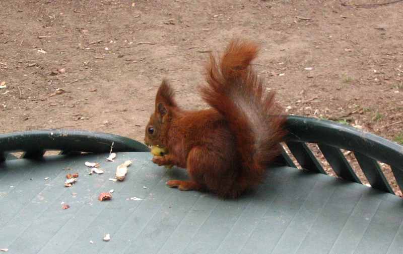 Squirrel - Eekhoorn; DISPLAY FULL IMAGE.