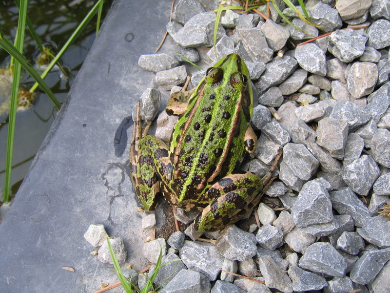 Frog - Groene kikker; DISPLAY FULL IMAGE.