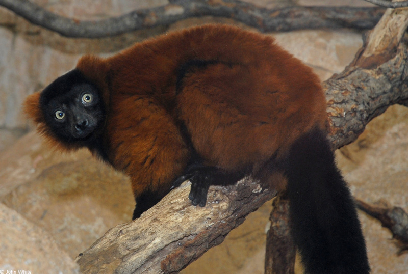 Red-ruffed lemur (Varecia variegata rubra); DISPLAY FULL IMAGE.