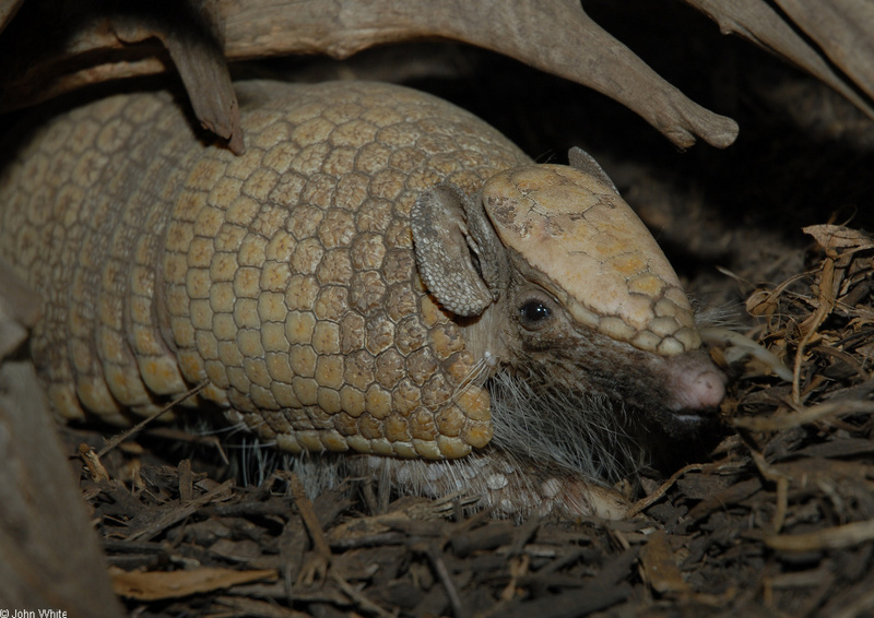 Southern Three-banded Armadillo (Tolypeutes matacus); DISPLAY FULL IMAGE.