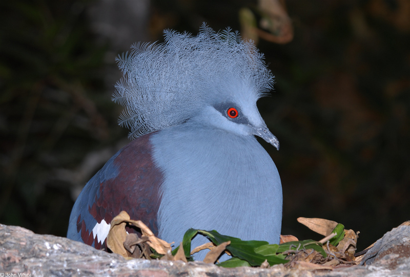 Common-crowned Pigeon (Goura cristata); DISPLAY FULL IMAGE.