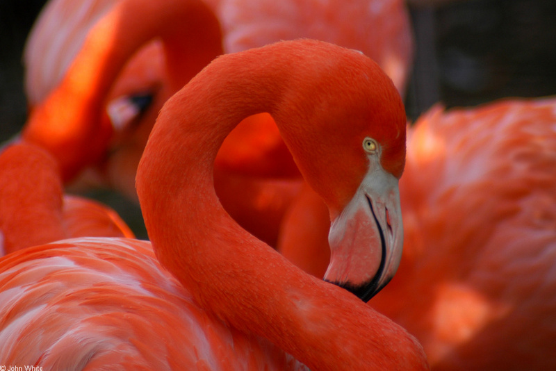 Flamingo (Phoenicopterus ruber); DISPLAY FULL IMAGE.