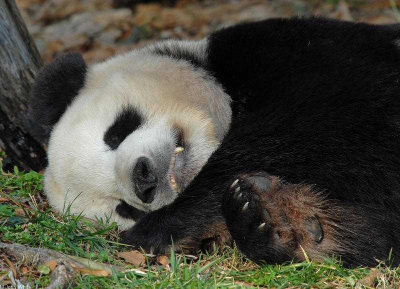 Giant Panda (Ailuropoda melanoleuca)3; DISPLAY FULL IMAGE.