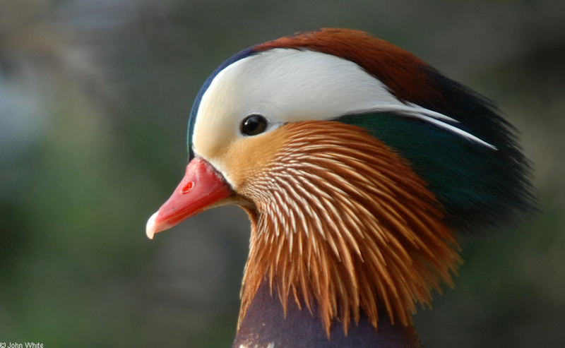 Mandarin Duck (Aix galericulata)02; DISPLAY FULL IMAGE.