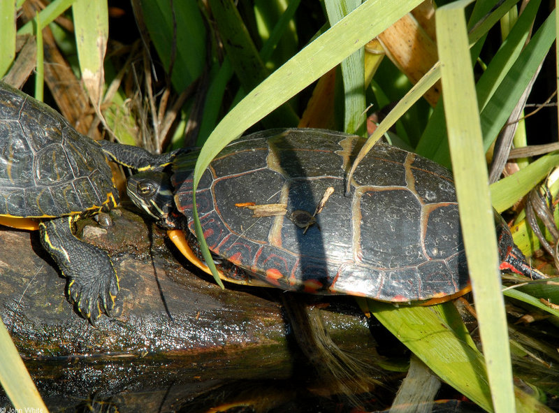 Turtles - Eastern Painted Turtle (Chrysemys picta picta); DISPLAY FULL IMAGE.