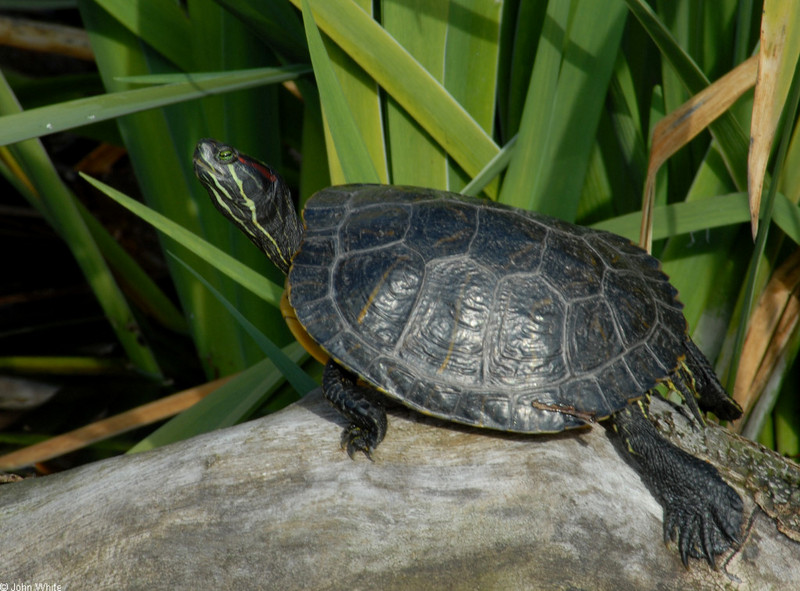 Turtles - Sliders (Trachemys scripta ssp.)02; DISPLAY FULL IMAGE.