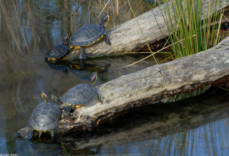 Turtles - Sliders (Trachemys scripta ssp.)03; DISPLAY FULL IMAGE.