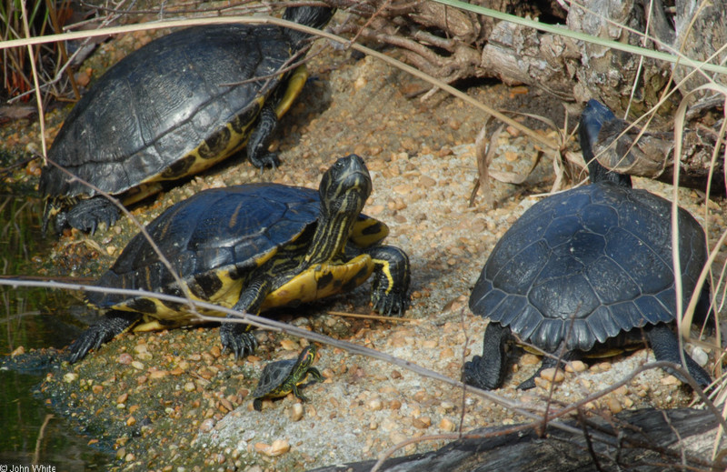 Turtles - Sliders (Trachemys scripta ssp.)04; DISPLAY FULL IMAGE.