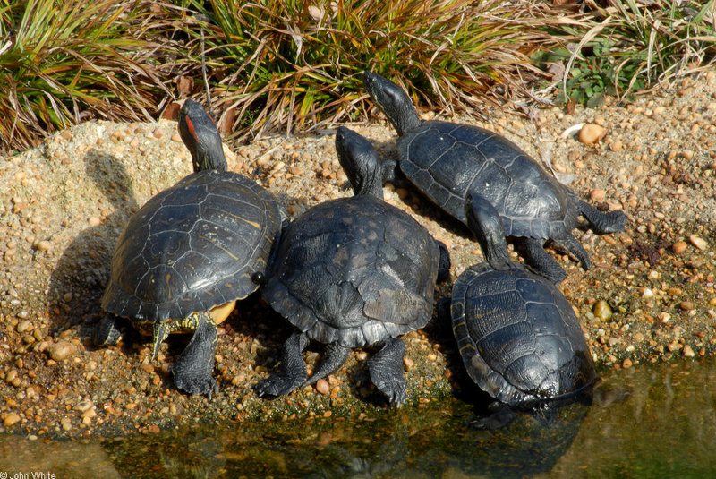 Turtles - Sliders (Trachemys scripta ssp.)05; DISPLAY FULL IMAGE.