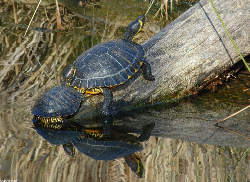 Turtles - Sliders (Trachemys scripta ssp.)06; DISPLAY FULL IMAGE.
