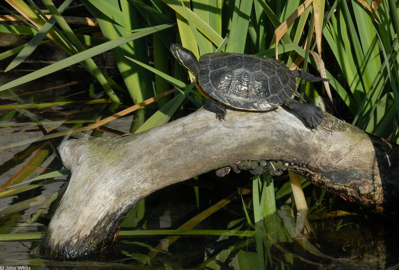 Turtles - Sliders (Trachemys scripta ssp.)07; DISPLAY FULL IMAGE.
