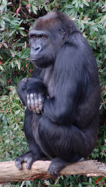 Primates - Gorilla (Gorilla gorilla)01; Image ONLY
