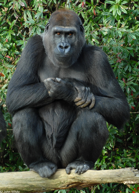 Primates - Gorilla (Gorilla gorilla)02; Image ONLY