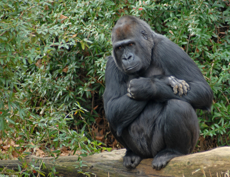 Primates - Gorilla (Gorilla gorilla)03; DISPLAY FULL IMAGE.