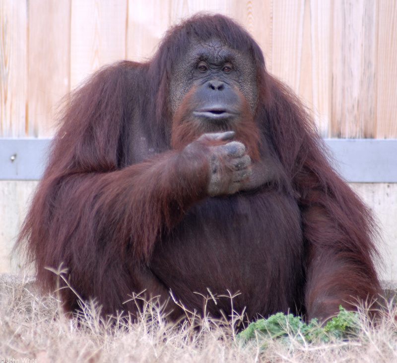 Primates - Sumatran Orangutan (Pongo abelii); DISPLAY FULL IMAGE.