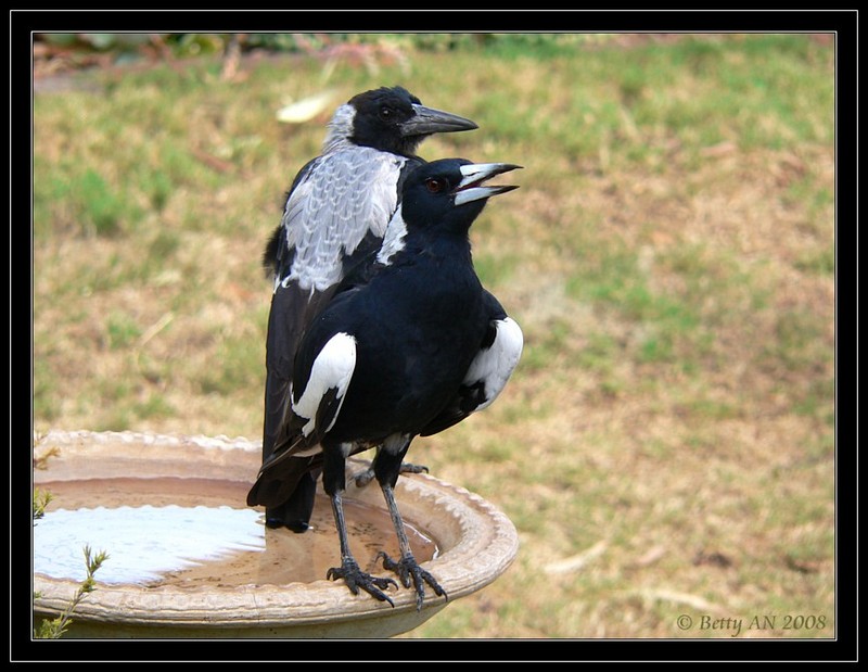 So hot... (Australian Magpies); DISPLAY FULL IMAGE.