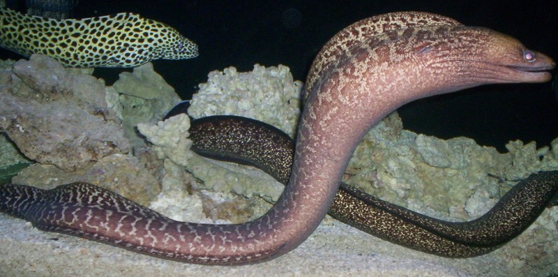 Moray eels; DISPLAY FULL IMAGE.
